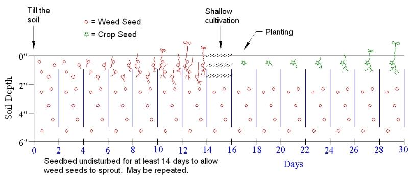 False Seed Bed weeding