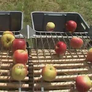 apple ground gatherer mechanism