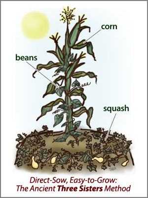 Best Companion Plants For Sweet Corn Three Sisters Method Repel