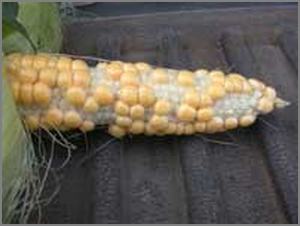 Example of poorly polinated corn
