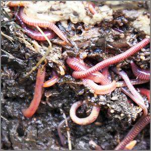 worms moving through good dirt